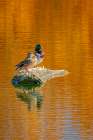 USA, Colorado, Fort Collins. Mallard duck pair on lake rock. Art Print